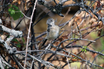 Pájaro tras el baño