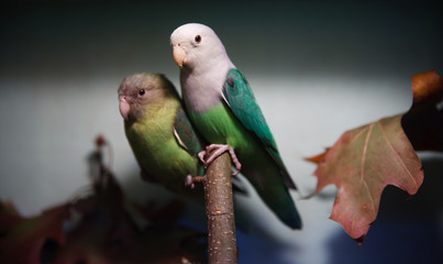 Parakeet collection