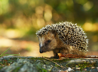 Hedgehog © Piotr Krzeslak
