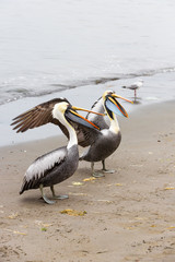 Pelicans on Ballestas Islands in Paracasю Peru. South America