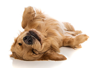 Fototapeta Golden Retriever dog on his back obraz