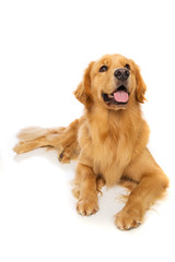 Golden Retriever Dog