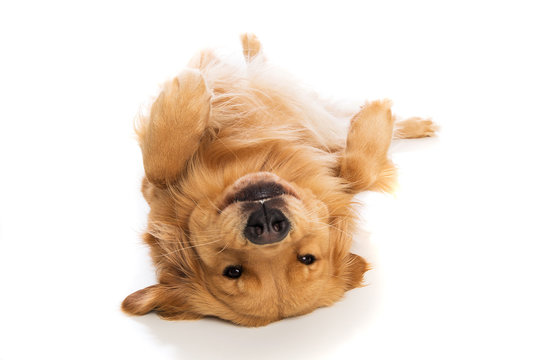 Golden Retriever dog laying on his back
