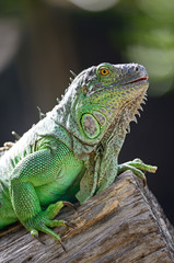 female Green Iguana
