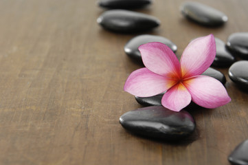 single frangipani with black stones on wooden board