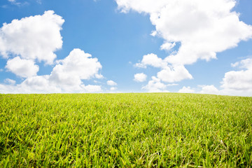 Rural summer landscape