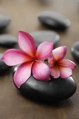 Fototapeta na wymiar Two frangipani and stones for spa