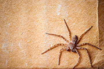 grunge cardboard background with spider
