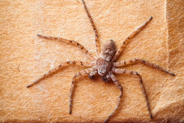 spider on cardboard