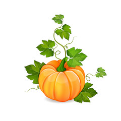 Orange pumpkin vegetable with green leaves isolated on white