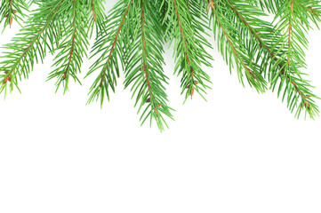 green fir