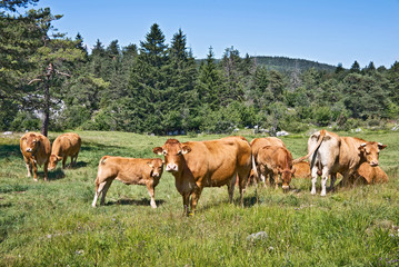 Fototapeta na wymiar Stado krów Limousin