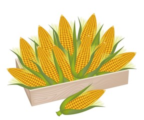 A Pile of Fresh Corn in Wooden Box