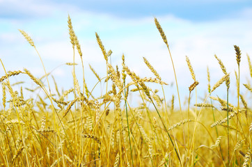 Obraz premium wheat field