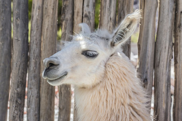 Llama in Purmamarca, Jujuy, Argentina.