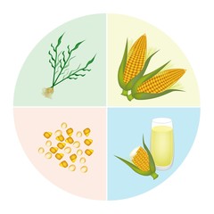 The Process of Corn Production in Pie Chart
