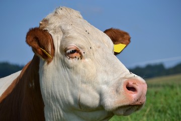 glueckliche Kuh auf der Weide