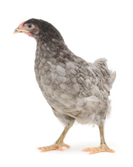 grey chicken