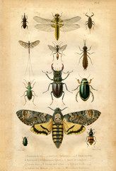 Naklejka premium Historia naturalna: owady