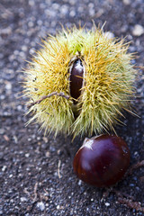 Castagne e Riccio 2
