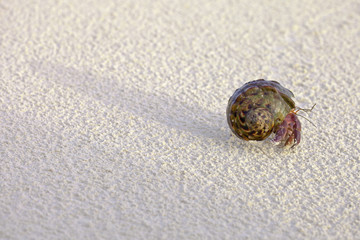 hermit crab