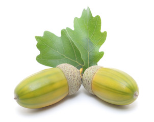 Acorns