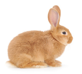 Rabbit