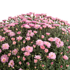 Naklejka premium Chrysantheme