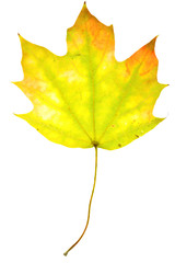 Maple leaf on isolated