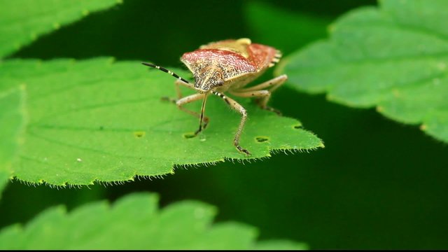 stinkbug on green leaf