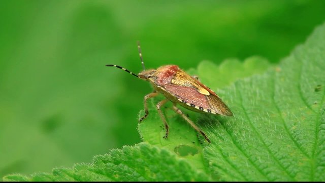 stinkbug on green leaf