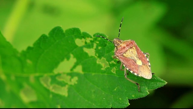 stinkbug on green leaf