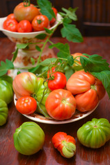 The tomato (Solanum lycopersicum)