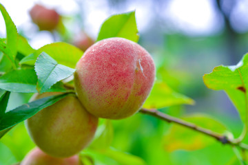 The peach, Prunus persica,