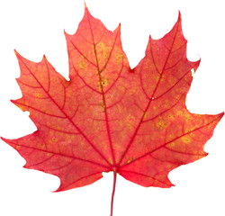 maple leaf