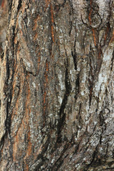 Fototapeta premium tree bark