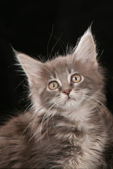 Maine Coon kitten