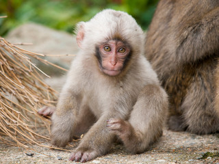 日本猿の白い小猿