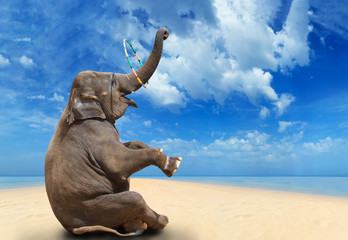 Elephant on the beach