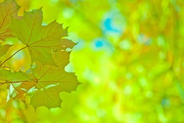 Herbstblätter (Spitzahorn) (bearbeitet)