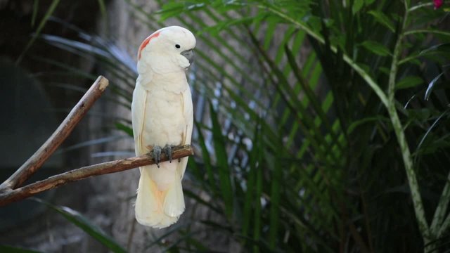 Movement of white parrot