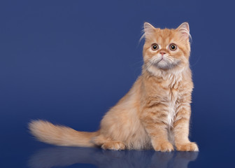 Red scottish highland cat on dark blue background