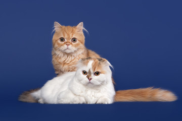 Tortoise and red scottish highland cats on dark blue background