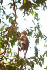 Monkey in jungles of Sri Lanka