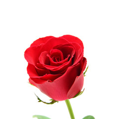 red rose isolated on white background