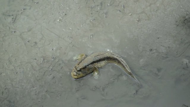Mudskipper in the wetlands