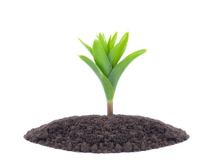 Grass and growth on the isolated background