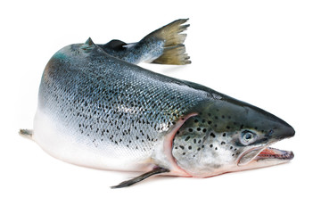 Fototapeta premium Atlantic salmon