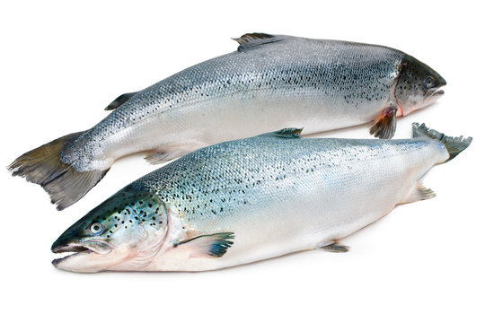 Fototapeta Atlantic salmon