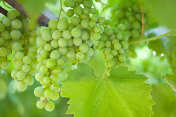 Ripe bunches of green grapes